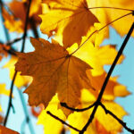 Equinoccio de otoño: cuándo y a qué hora termina exactamente el verano | Ciencia y Tecnología