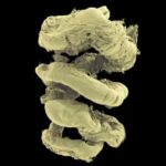 Lanzan el «Google Earth» del cuerpo humano gratis: es 100 mil millones de veces mejor que radiografías | Ciencia y Tecnología