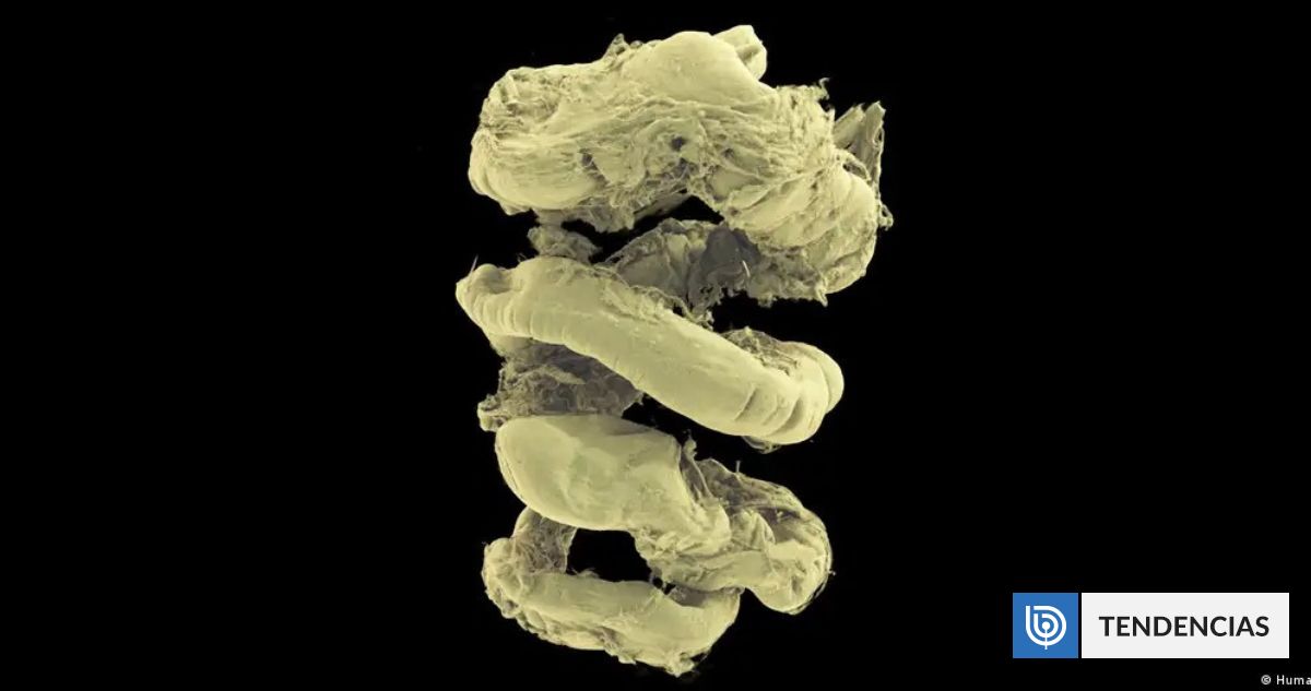 Lanzan el «Google Earth» del cuerpo humano gratis: es 100 mil millones de veces mejor que radiografías | Ciencia y Tecnología