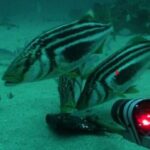 Logran reconocer a pez australiano nadando en aguas chilenas gracias a innovadora técnica de ADN