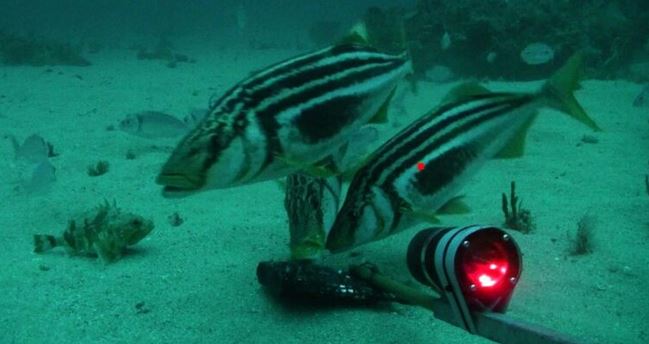 Logran reconocer a pez australiano nadando en aguas chilenas gracias a innovadora técnica de ADN