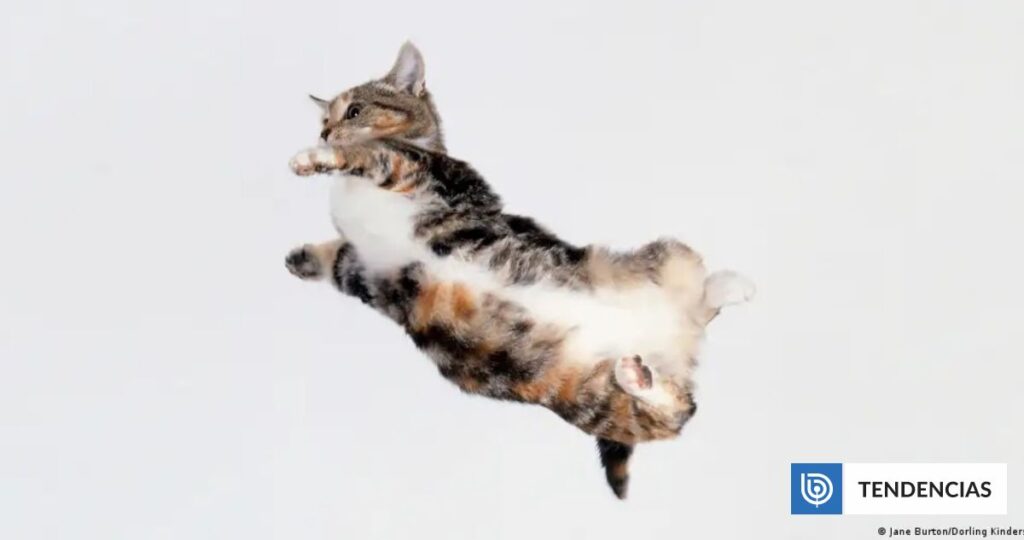 Revelan el misterio de cómo los gatos caen de pie: el secreto no está en su columna como se creía | Ciencia y Tecnología
