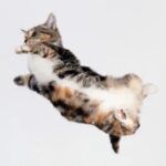 Revelan el misterio de cómo los gatos caen de pie: el secreto no está en su columna como se creía | Ciencia y Tecnología