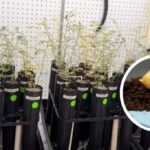 La agricultura espacial avanza: científicos logran cultivar garbanzos en suelo lunar simulado | Ciencia y Tecnología