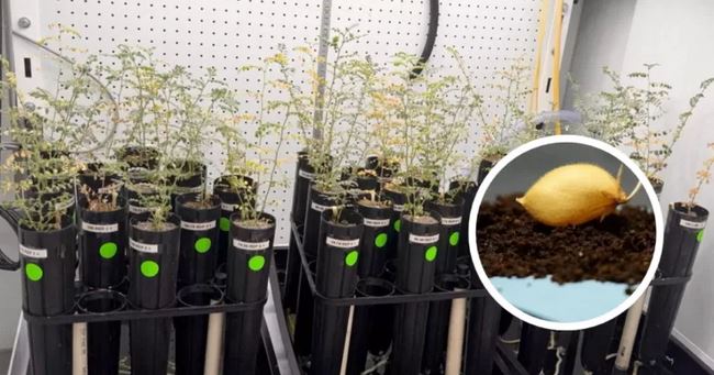 La agricultura espacial avanza: científicos logran cultivar garbanzos en suelo lunar simulado | Ciencia y Tecnología