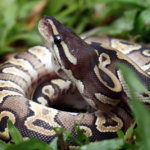 ¿Adiós Ozempic?: metabolismo de las pitones podría ofrecer claves para la pérdida de peso | Ciencia y Tecnología