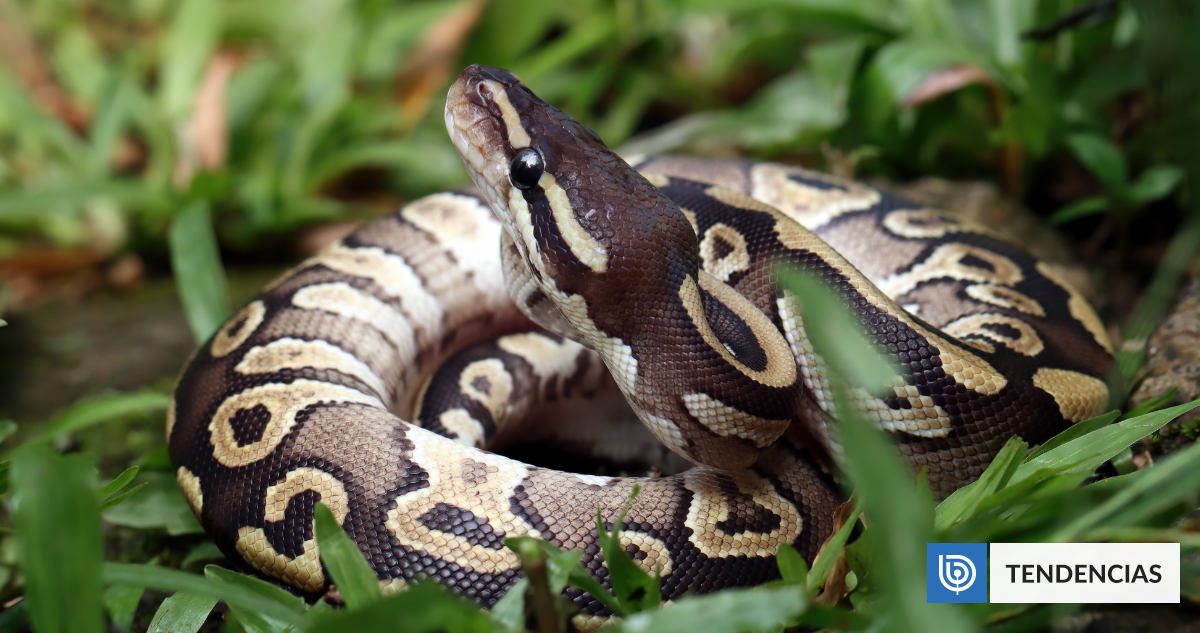 ¿Adiós Ozempic?: metabolismo de las pitones podría ofrecer claves para la pérdida de peso | Ciencia y Tecnología