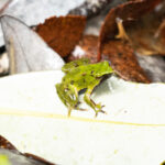 ¿Por qué es tan importante conservar a la ranita de Darwin?