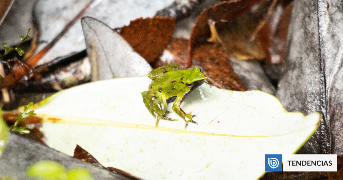 ¿Por qué es tan importante conservar a la ranita de Darwin?