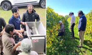 El vino que se decidió en conjunto: la Región de Los Lagos marca un hito con su primera vinificación colectiva