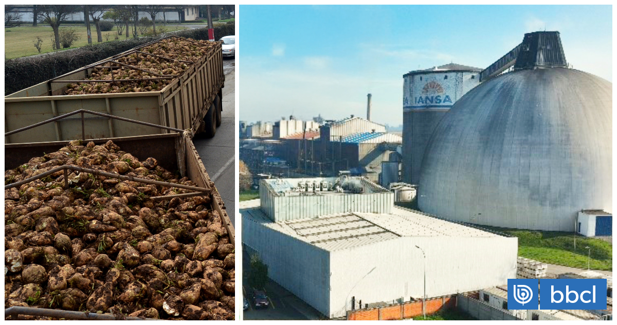 Empresarios piden medidas al Gobierno: Industria de remolacha «arriesga su fin» tras decisión de Iansa