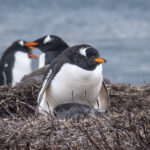 Biólogos de Chile descubren una nueva especie de pingüino