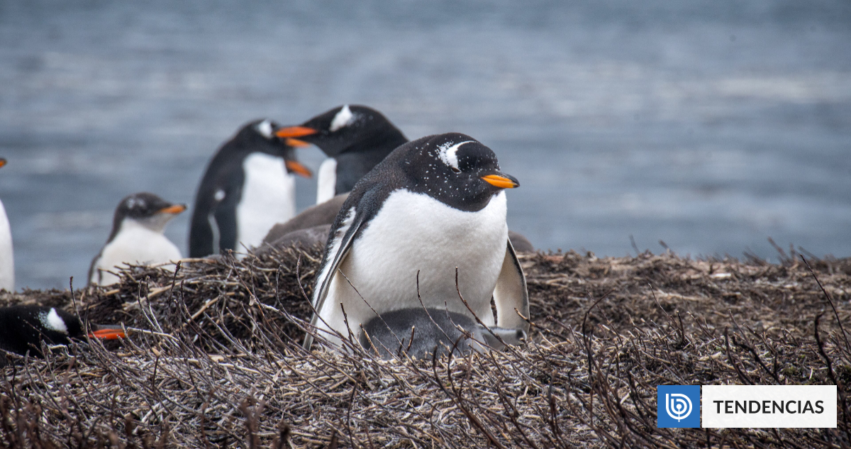 Biólogos de Chile descubren una nueva especie de pingüino