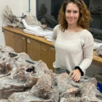 Descubren un raro dinosaurio gigante en la Patagonia