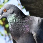 El misterio de por qué las aves urbanas le temen más a las mujeres que a los hombres | Ciencia y Tecnología
