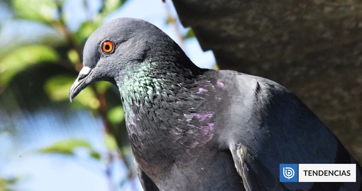 El misterio de por qué las aves urbanas le temen más a las mujeres que a los hombres | Ciencia y Tecnología