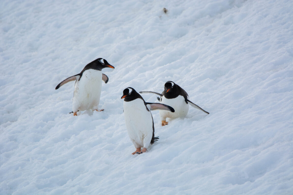 Foto de pingüinos papúa