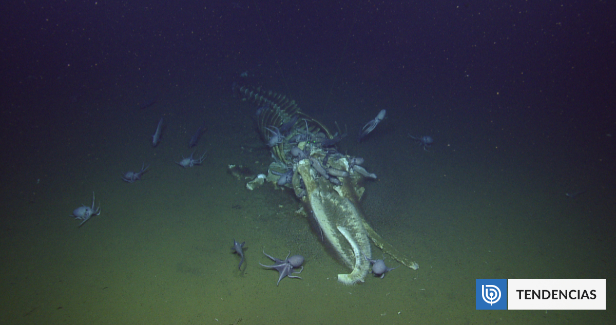 Descubren el cementerio de ballenas más grande del planeta
