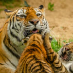 Descubren un comportamiento inédito de los tigres de Bengala