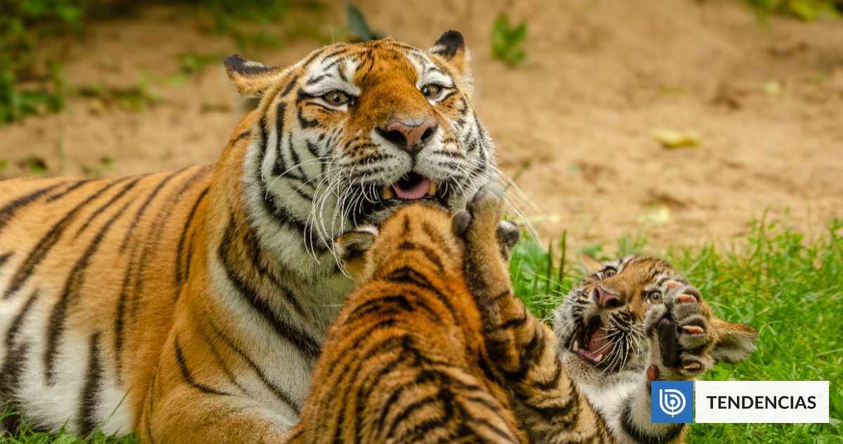 Descubren un comportamiento inédito de los tigres de Bengala