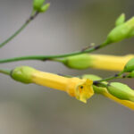 Identifican 16 nuevas especies de plantas tóxicas en Chile