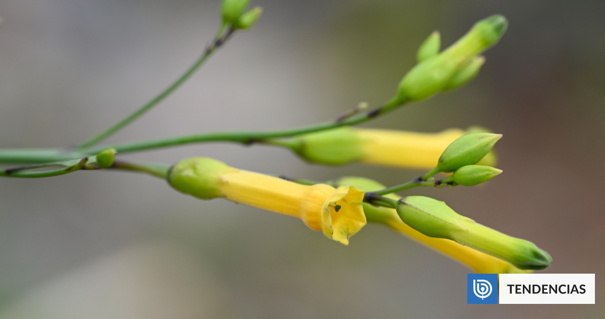 Identifican 16 nuevas especies de plantas tóxicas en Chile