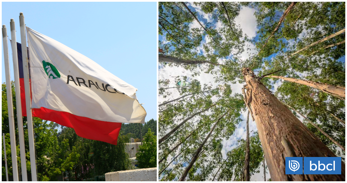 Arauco acuerda vender bosques en Valdivia por un monto que superará los US$216 millones