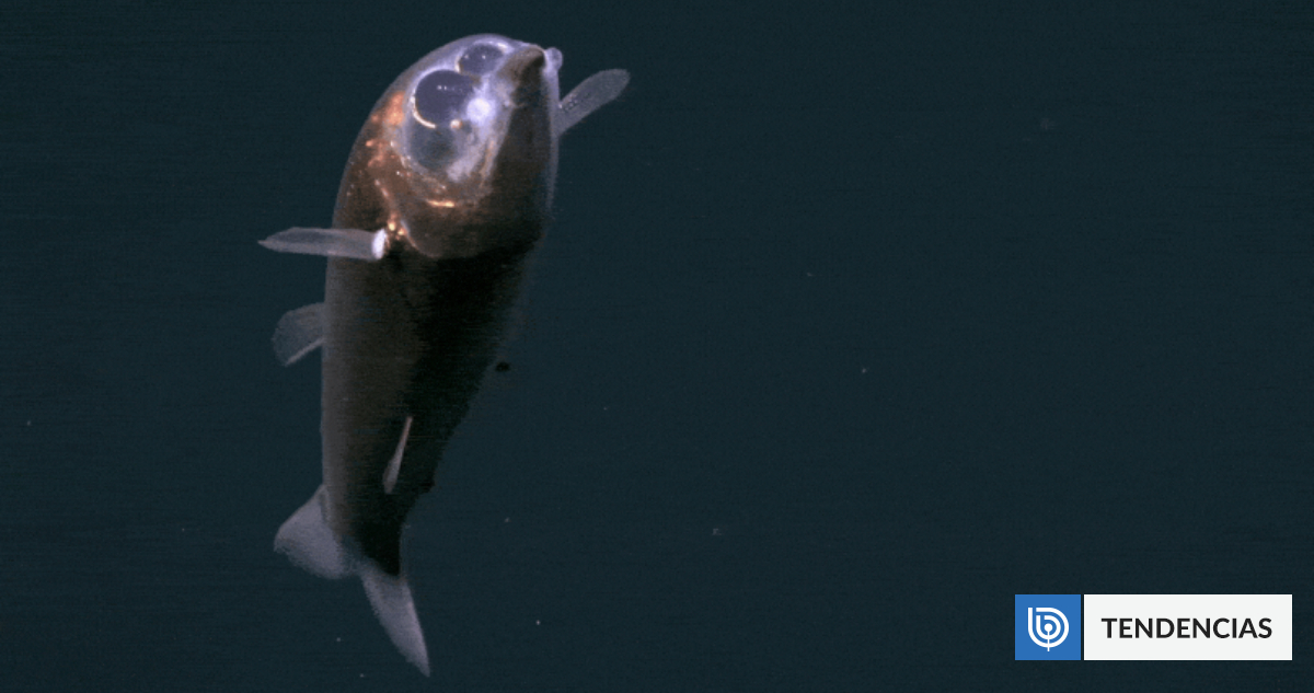 Captan por primera vez in situ y vivo a un pez binocular en el Atlántico