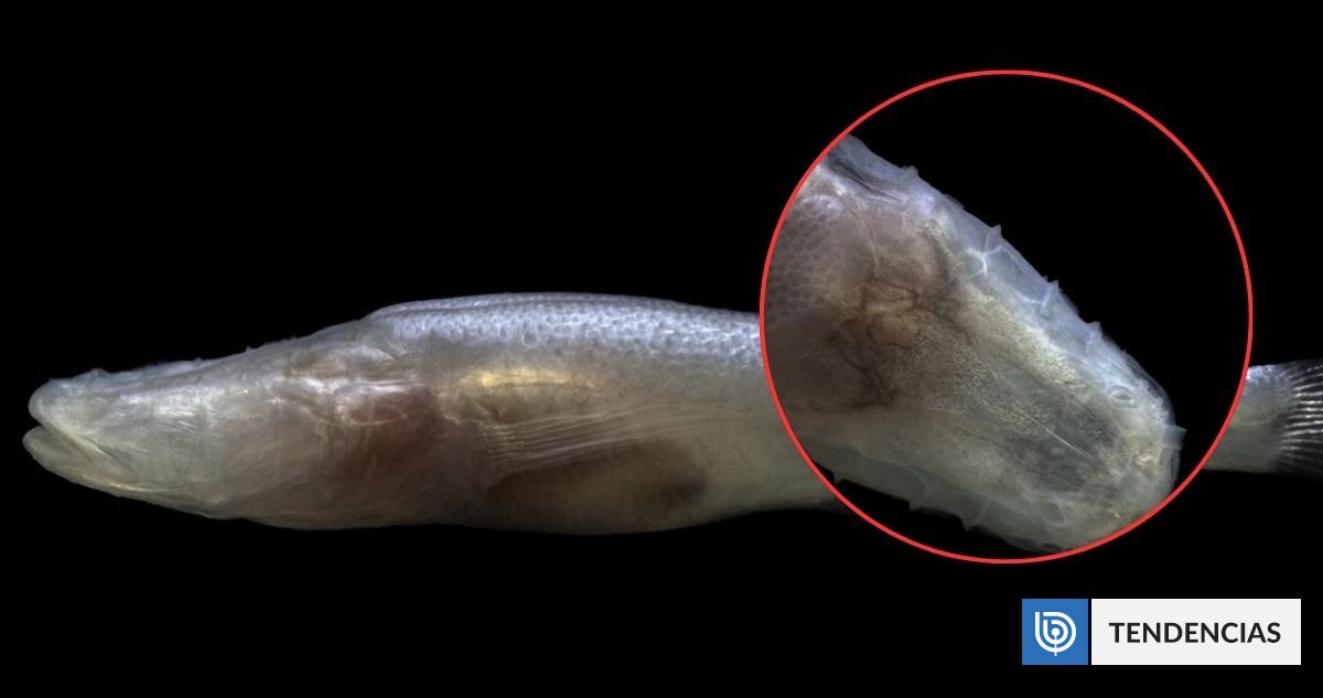 Desconocido pez es bautizado como «Demogorgon»: una de las «especies más escasas del planeta» | Ciencia y Tecnología