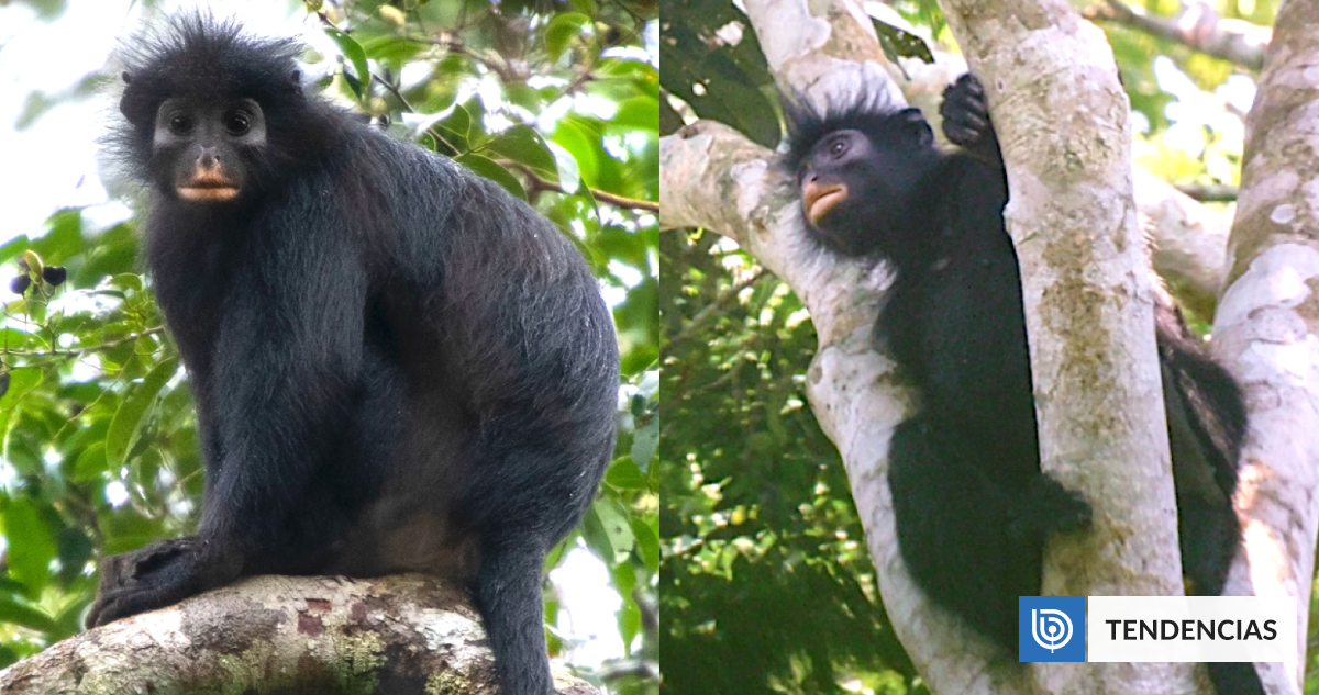 Descubren una nueva especie de mono con labios naranja