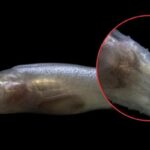 Desconocido pez es bautizado como «Demogorgon»: una de las «especies más escasas del planeta»