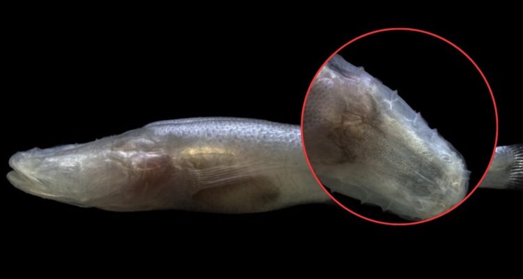 Desconocido pez es bautizado como «Demogorgon»: una de las «especies más escasas del planeta»