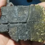 Hallazgo en Algarrobo: identifican por primera vez tortugas marinas del Eoceno en el Pacífico chileno