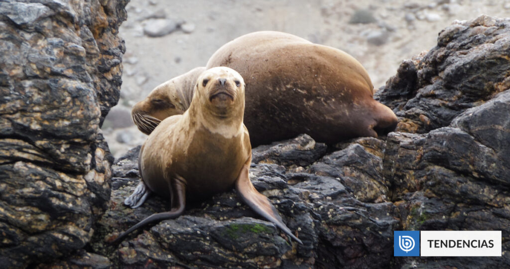 Cientos de lobos marinos están varando en las costas de Chile por El Niño