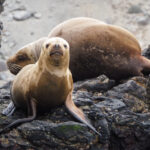 Cientos de lobos marinos están varando en las costas de Chile por El Niño