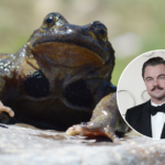 Cómo Leonardo DiCaprio llegó a sumarse a la campaña para salvar a la ranita del Pehuenche en Chile | Ciencia y Tecnología