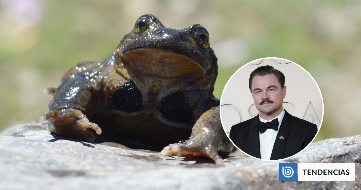 Cómo Leonardo DiCaprio llegó a sumarse a la campaña para salvar a la ranita del Pehuenche en Chile | Ciencia y Tecnología