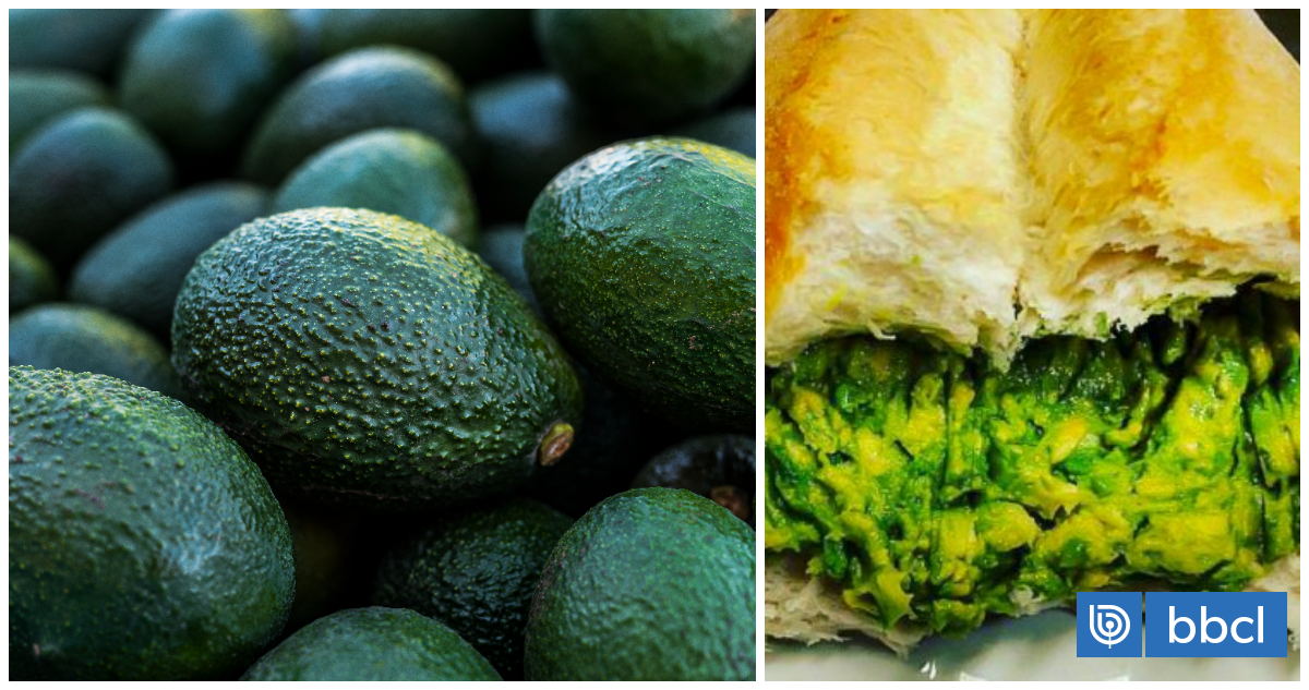 La producción de palta chilena proyecta que tendrá su mejor temporada en 17 años