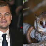 Leonardo DiCaprio lanza proyecto para salvar a 100 especies en extinción