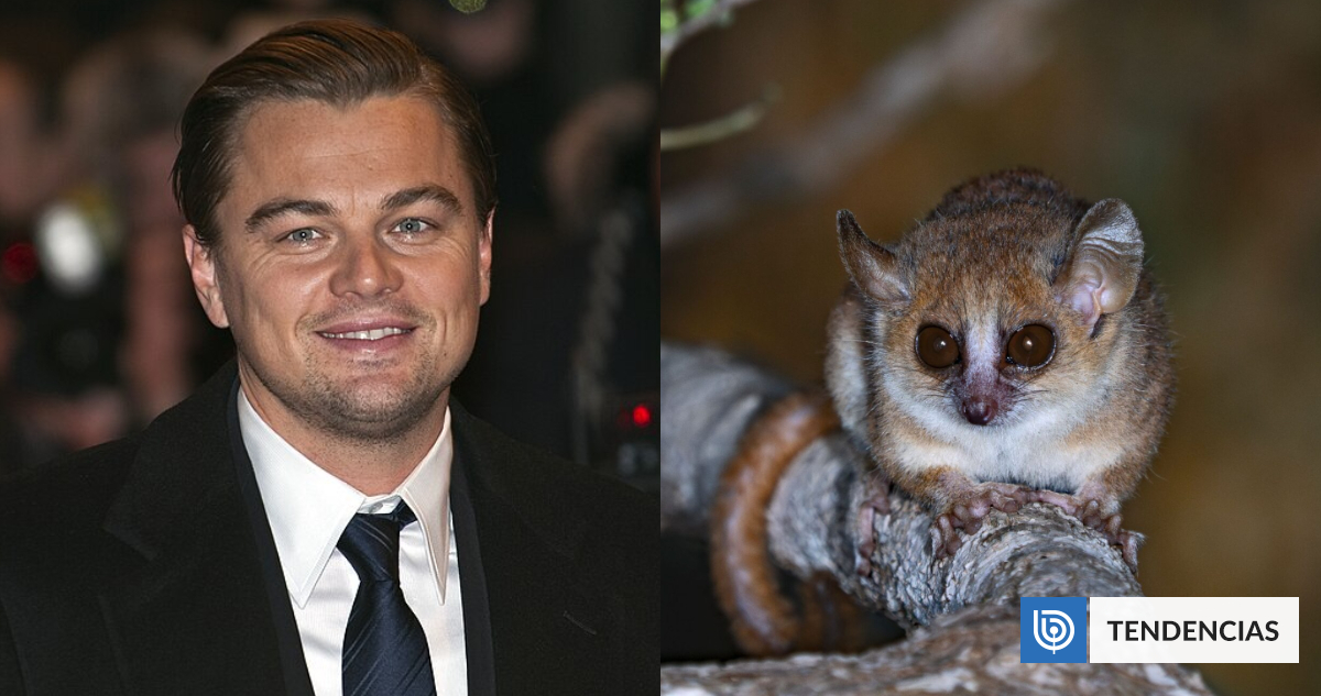 Leonardo DiCaprio lanza proyecto para salvar a 100 especies en extinción
