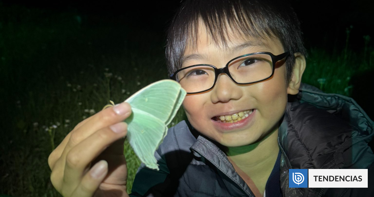 Un niño de 10 años descubrió que las mariposas pueden conservar recuerdos de cuando eran orugas