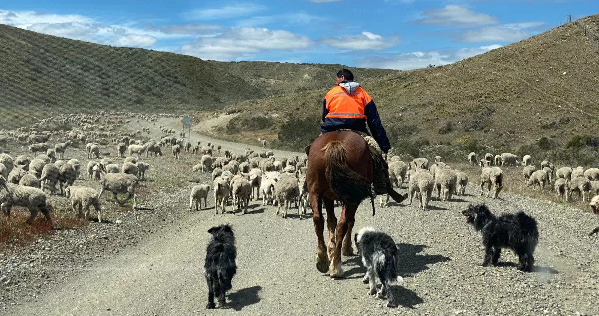 El proyecto de restauración ecológica que busca salvar la Patagonia