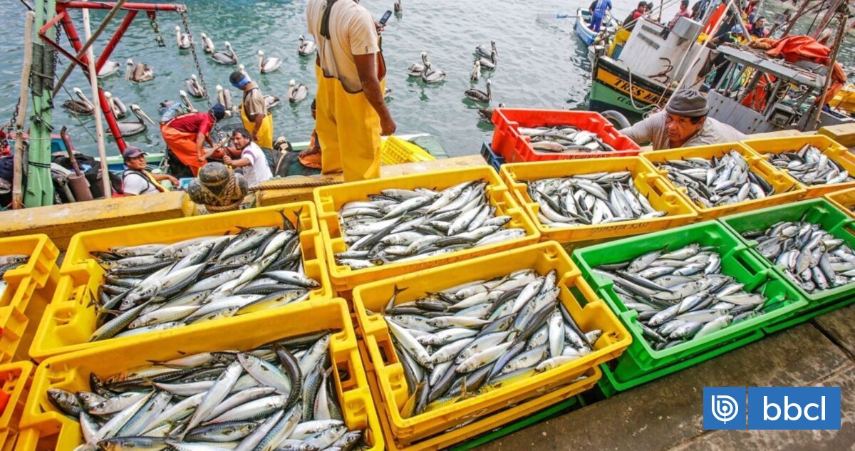 El Niño golpea la producción pesquera de Perú y Chile: las claves de la caída de ingredientes marinos