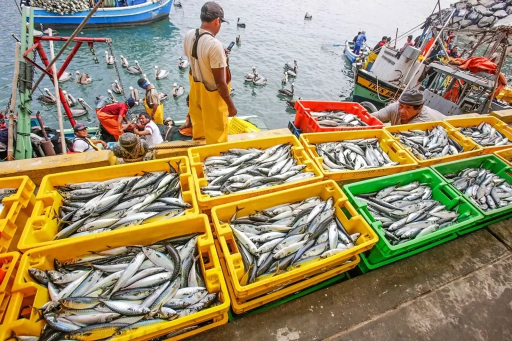 El Niño golpea la producción pesquera de Perú y Chile: las claves de la caída de ingredientes marinos