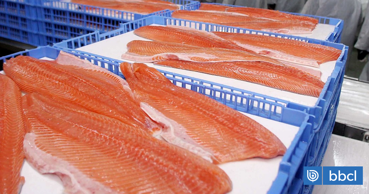 Brasil apunta a cobrar fuerte IVA al salmón y levanta alertas en la industria chilena
