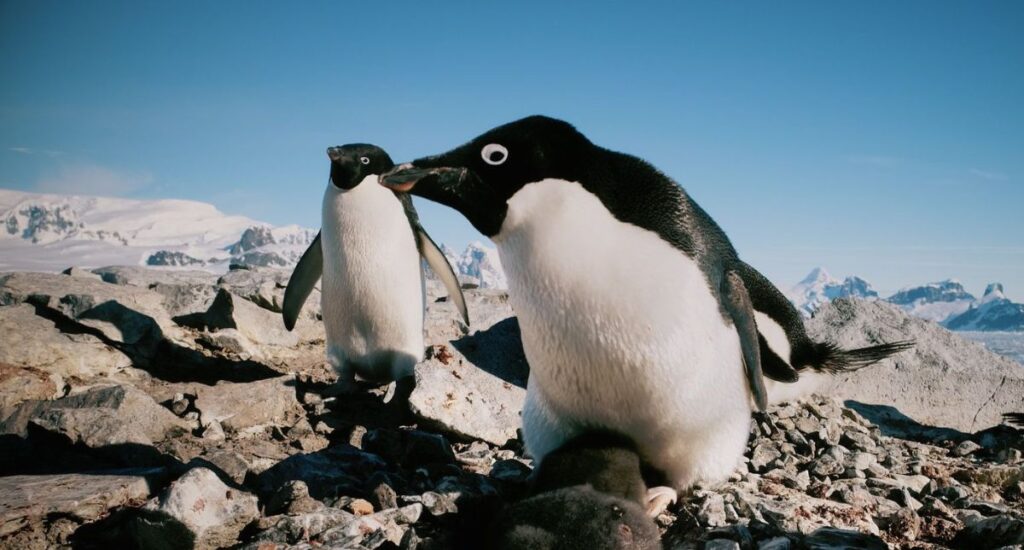 Pingüinos aceleran calentamiento global por su excremento: Emite metano «extraordinariamente intenso»