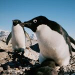 Pingüinos aceleran calentamiento global por su excremento: Emite metano «extraordinariamente intenso»