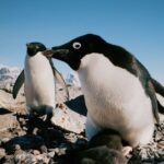 Pingüinos aceleran calentamiento global por su excremento: Emite metano «extraordinariamente intenso» | Ciencia y Tecnología