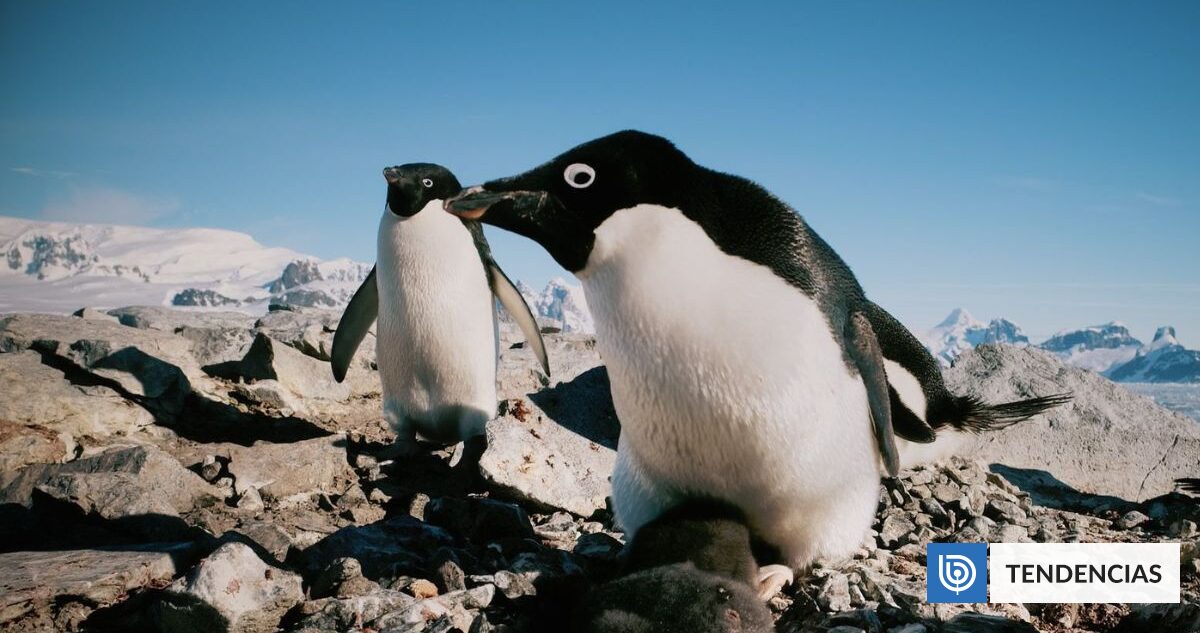 Pingüinos aceleran calentamiento global por su excremento: Emite metano «extraordinariamente intenso» | Ciencia y Tecnología
