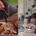 Científicos chilenos resuelven enigma de más de 400 años con hueso que vincula a aves y dinosaurios